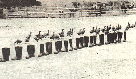 Eleanor Antin - 100 Boots