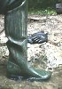 Dirty Waders - 4 photos